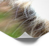 Calico Cat Poster (Ecke)