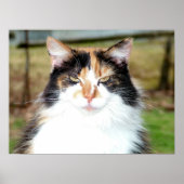 Calico Cat Poster (Vorne)