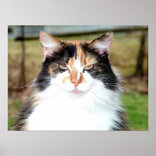 Calico Cat Poster (Vorne)