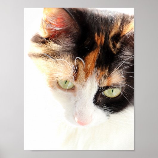 Calico Cat Poster (Vorne)