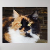 Calico Cat Poster (Vorne)