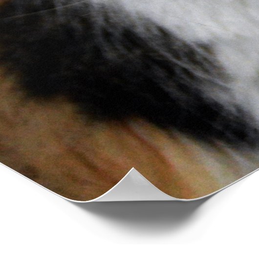 Calico Cat Poster (Ecke)