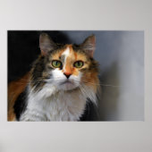 Calico Cat Poster (Vorne)