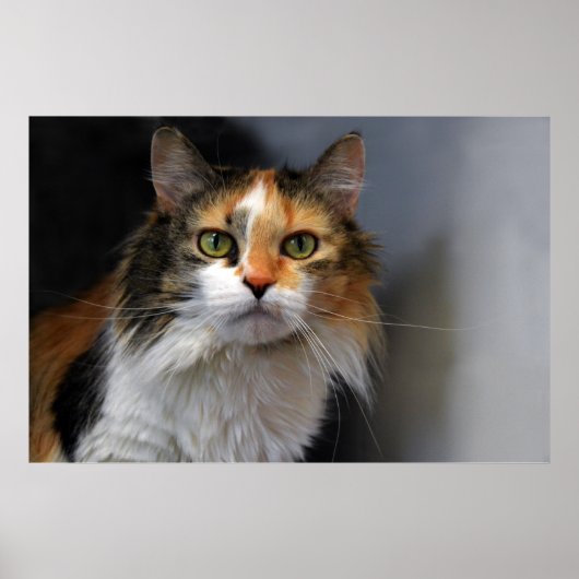 Calico Cat Poster (Vorne)