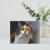 Calico Cat Postkarte (Stehend Vorderseite)