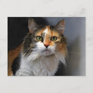 Calico Cat Postkarte