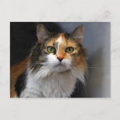 Calico Cat Postkarte (Vorderseite)