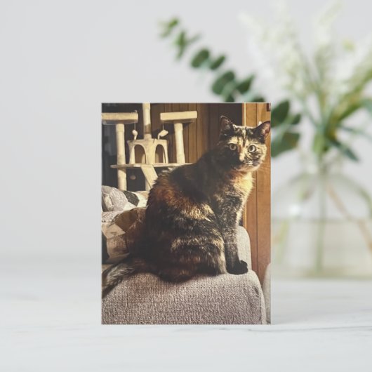 Calico Cat Postkarte (Stehend Vorderseite)