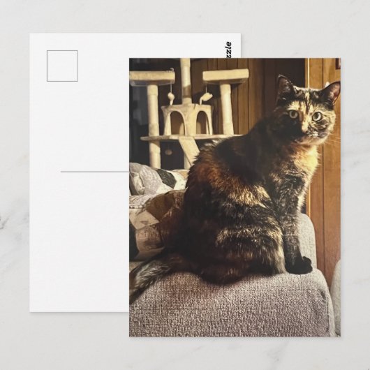 Calico Cat Postkarte (Vorne/Hinten)