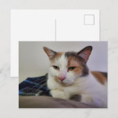 Calico Cat Postkarte (Vorne/Hinten)