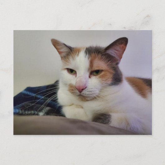 Calico Cat Postkarte (Vorderseite)
