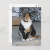 Calico Cat Postkarte (Vorne/Hinten)