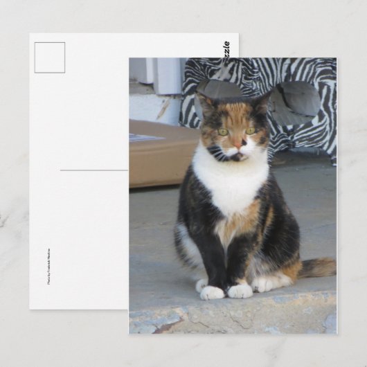 Calico Cat Postkarte (Vorne/Hinten)
