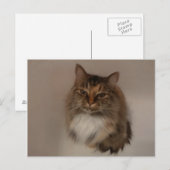 Calico Cat Postkarte (Vorne/Hinten)