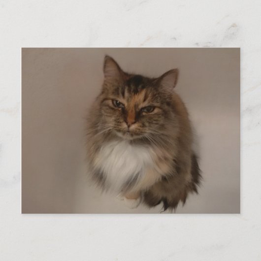 Calico Cat Postkarte (Vorderseite)