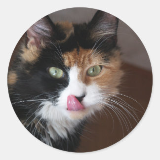 Calico Cat Runder Aufkleber