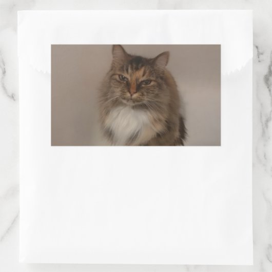 Calico Cat Stickers (Tasche)