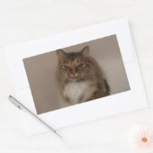 Calico Cat Stickers (Umschlag)