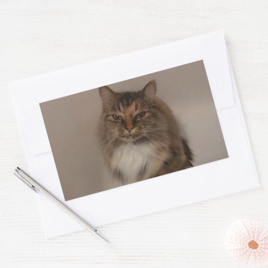 Calico Cat Stickers (Umschlag)