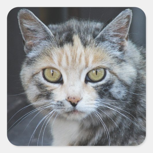 Calico Cat Stickers (Vorderseite)