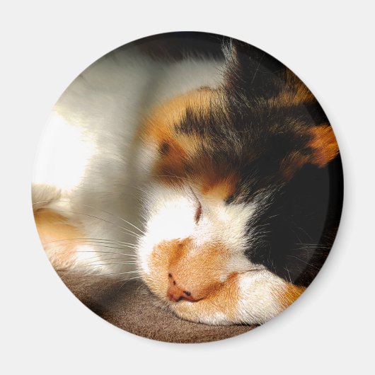 Calico Cat Sunning Magnet (Vorne)