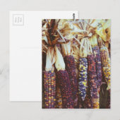 Calico Corn Postkarte (Vorne/Hinten)