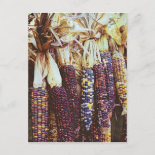 Calico Corn Postkarte
