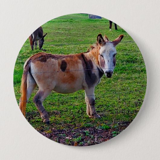 Calico Donkey Button (Vorderseite)