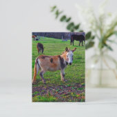 Calico Donkey Postkarte (Stehend Vorderseite)