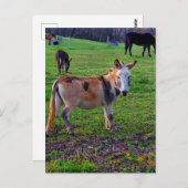 Calico Donkey Postkarte (Vorne/Hinten)