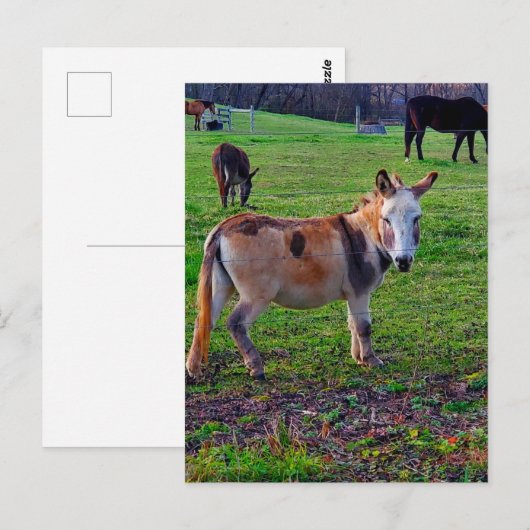Calico Donkey Postkarte (Vorne/Hinten)
