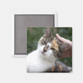 Calico Enjoys A Stroke Magnet (Vorderseite/Rückseite)