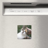 Calico Enjoys A Stroke Magnet (In Situ (Geschirrspüler))