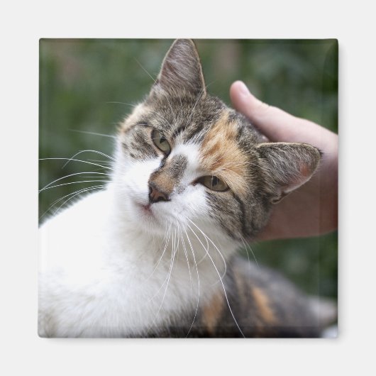 Calico Enjoys A Stroke Magnet (Vorne)