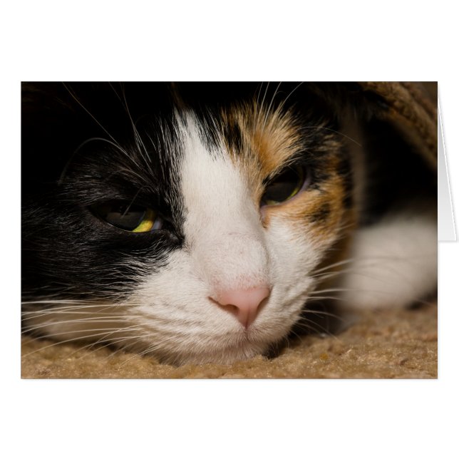 Calico Face (Vorderseite (Horizontal))