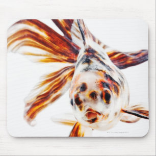 Calico Fantail Comet goldfish (Carassius) Mousepad