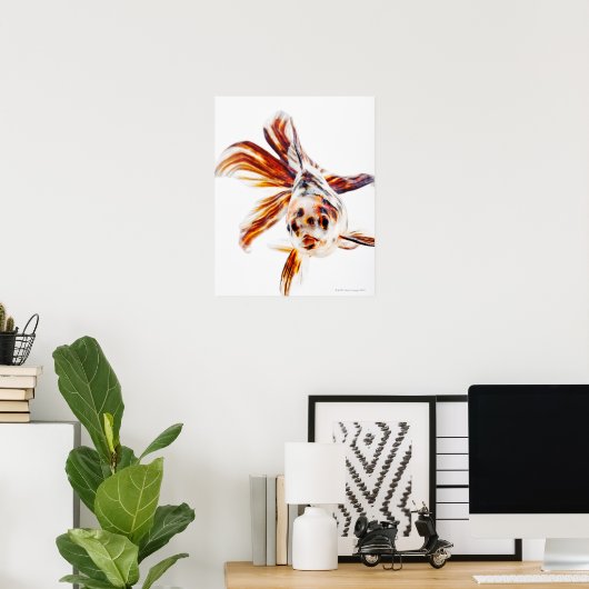 Calico Fantail Comet goldfish (Carassius) Poster (Heimbüro)