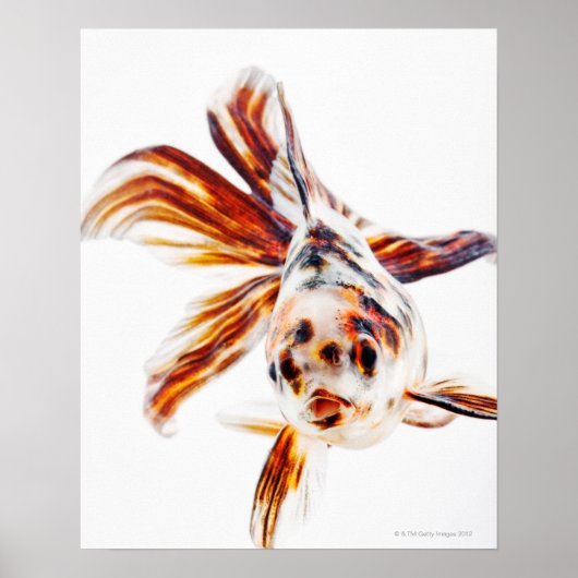 Calico Fantail Comet goldfish (Carassius) Poster (Vorne)