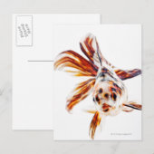Calico Fantail Comet goldfish (Carassius) Postkarte (Vorne/Hinten)
