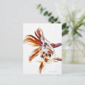 Calico Fantail Comet goldfish (Carassius) Postkarte (Stehend Vorderseite)
