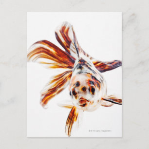 Calico Fantail Comet goldfish (Carassius) Postkarte