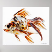 Calico Fantail Comet Goldfish Poster (Vorne)