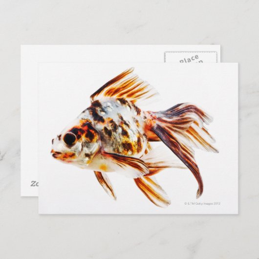 Calico Fantail Comet Goldfish Postkarte (Vorne/Hinten)