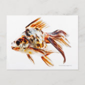 Calico Fantail Comet Goldfish Postkarte (Vorderseite)