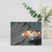 Calico Fish Postkarte (Stehend Vorderseite)