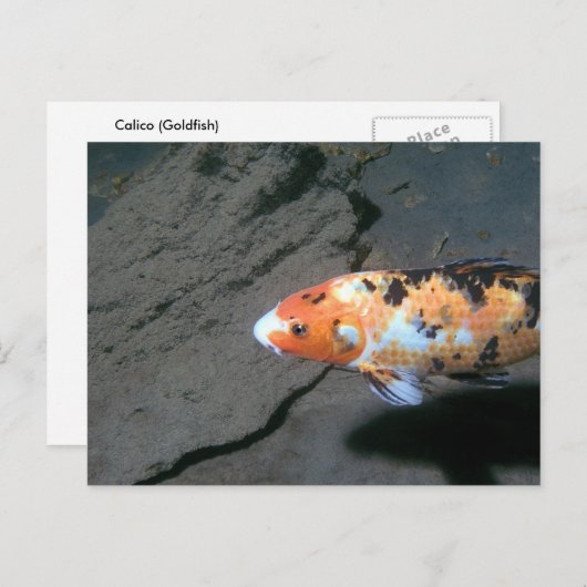 Calico Fish Postkarte (Vorne/Hinten)