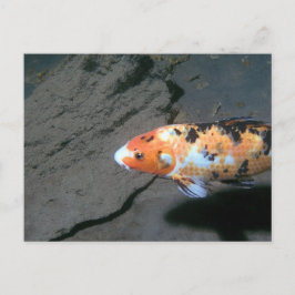 Calico Fish Postkarte