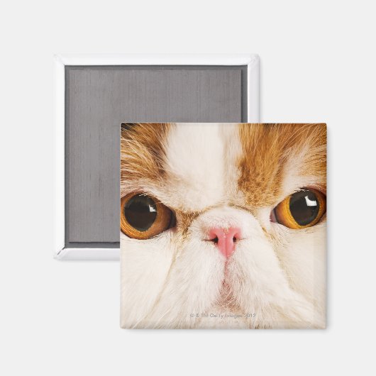 Calico Harlequin Persian Magnet (Vorderseite/Rückseite)