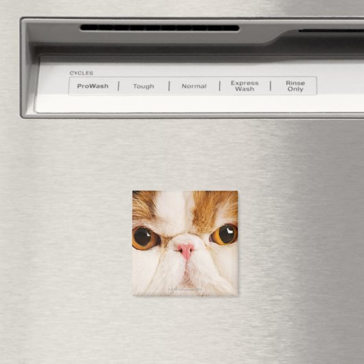 Calico Harlequin Persian Magnet (In Situ (Geschirrspüler))