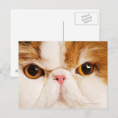 Calico Harlequin Persian Postkarte (Vorne/Hinten)